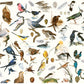 The Book of Birds 1000 Piece Jigsaw Puzzle