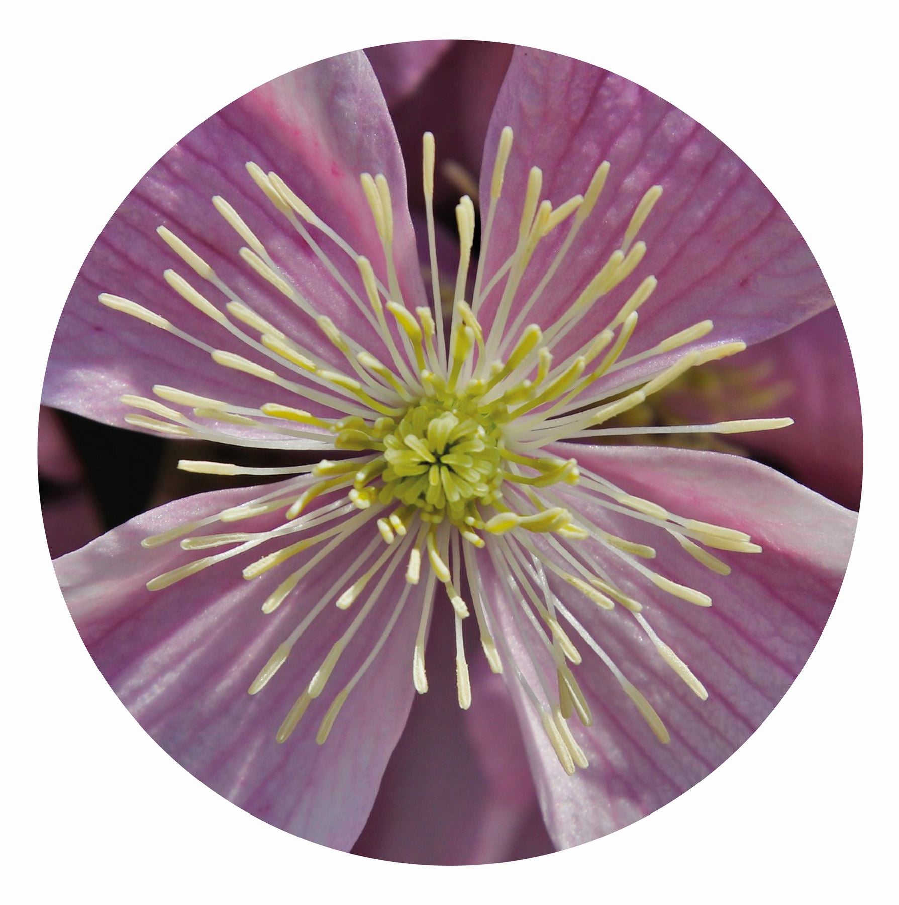 Clematis Circular Impuzzible 400 Piece Jigsaw Puzzle