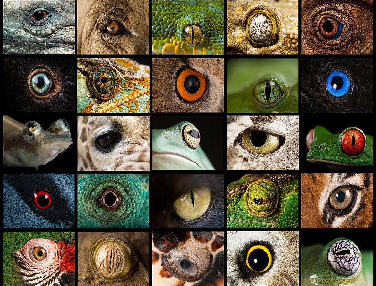 National Geographic Photo Ark – Animal Eyes 1000 Piece Nature Jigsaw Puzzle - All Jigsaw Puzzles