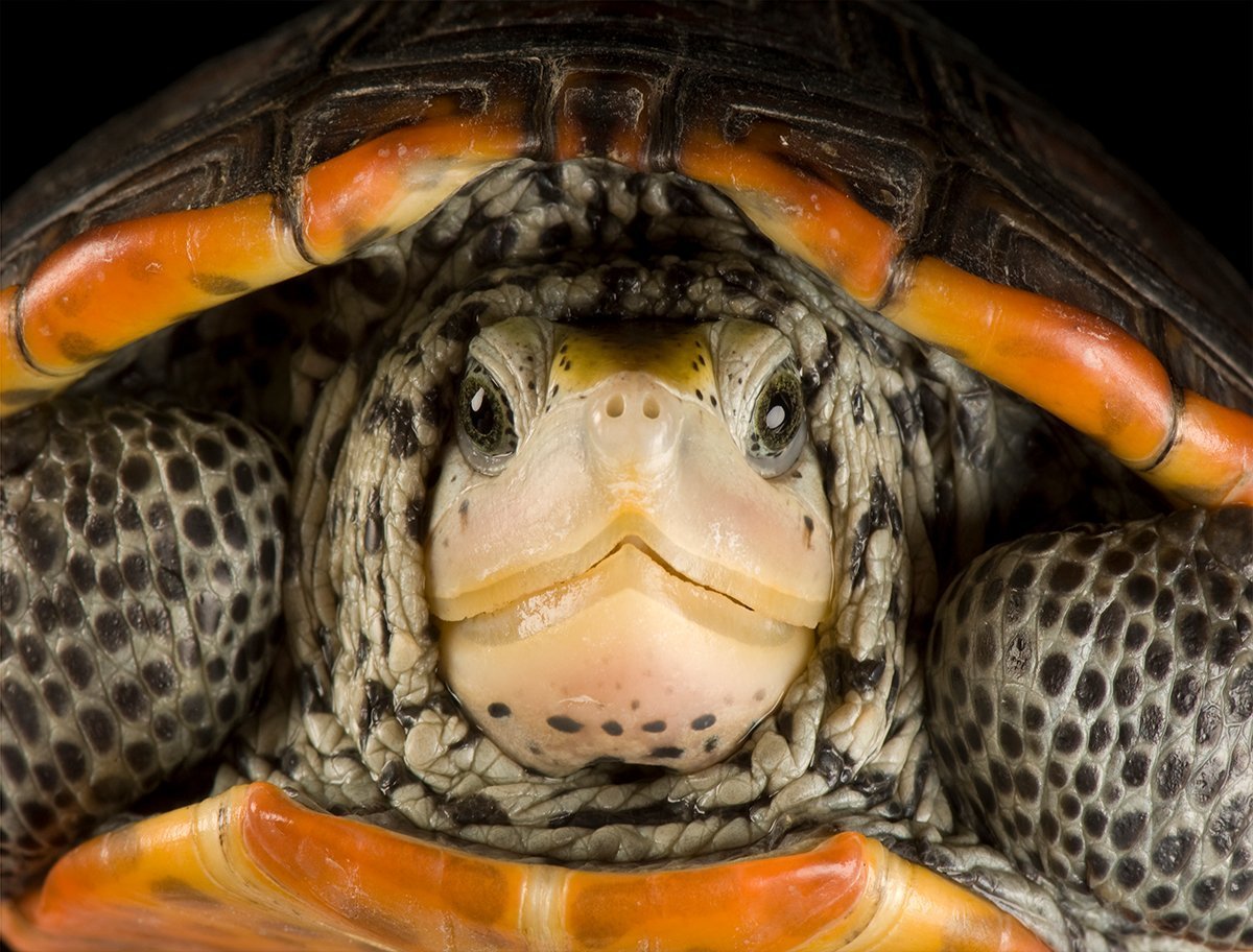 National Geographic Photo Ark – Diamondback Terrapin 1000 Piece Jigsaw Puzzle - All Jigsaw Puzzles